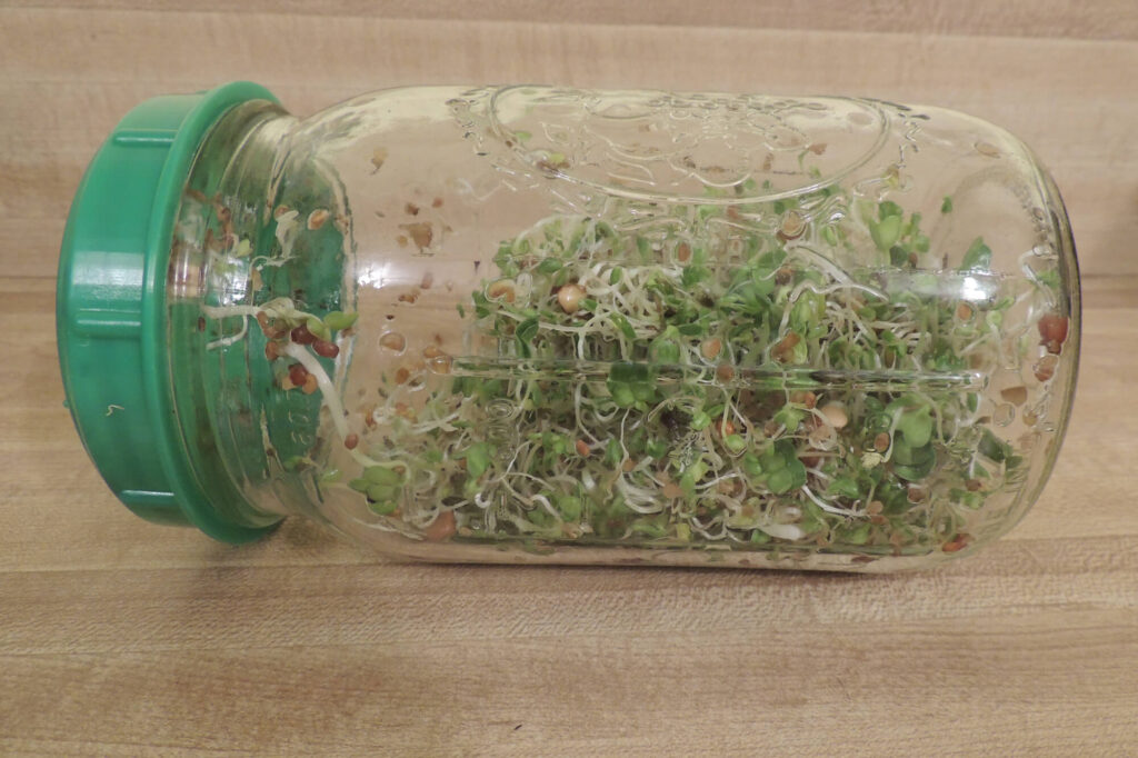 Sprouts in a jar