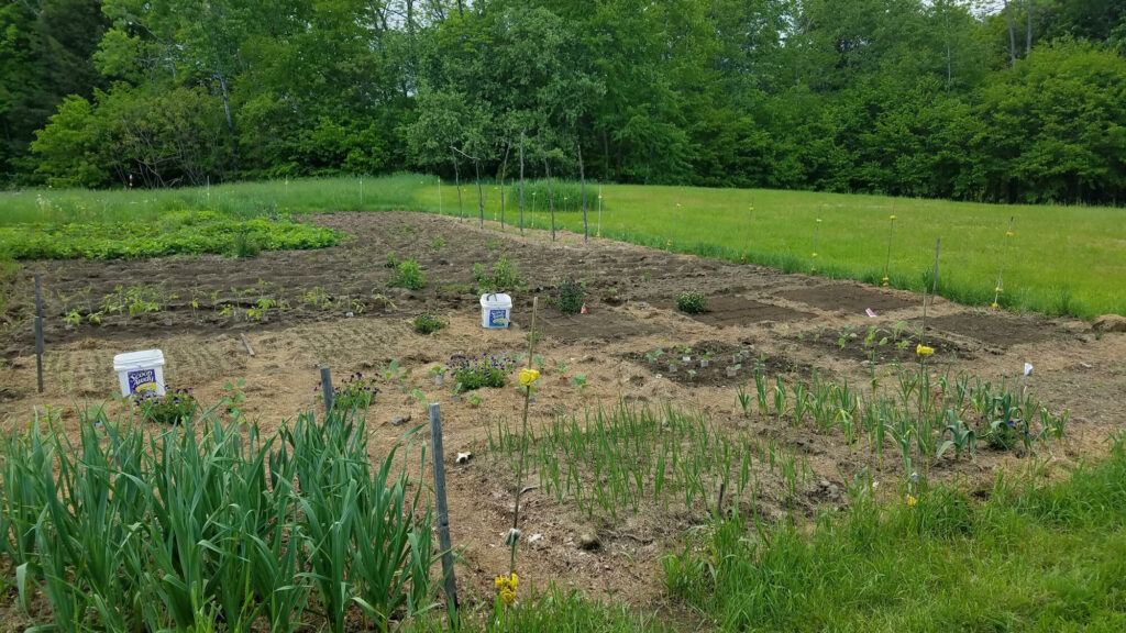 A planted vegetable garden