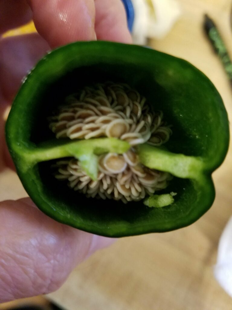 A green pepper cut in half showing all the seeds.