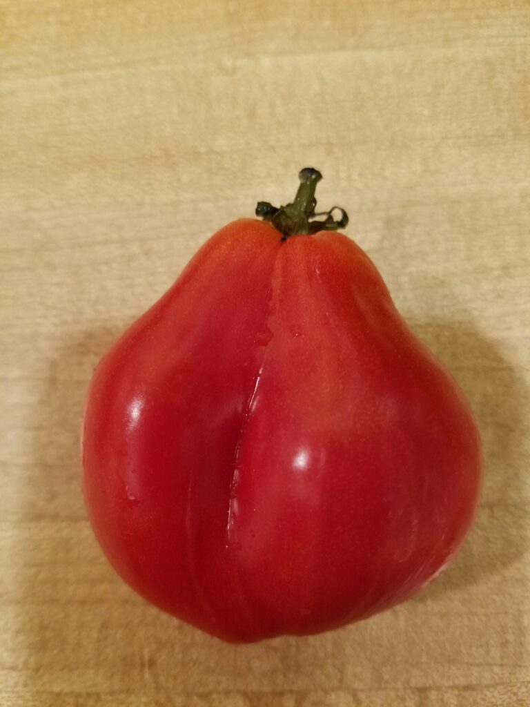 A conjoined tomato