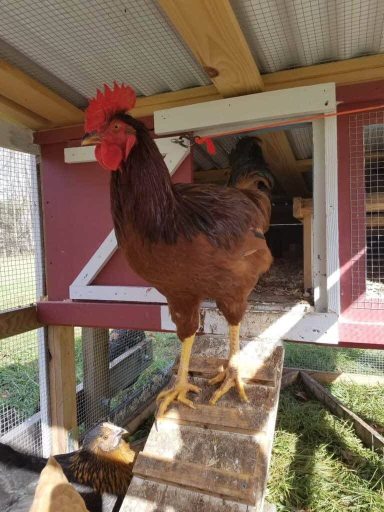 A Red Rooster in the coop