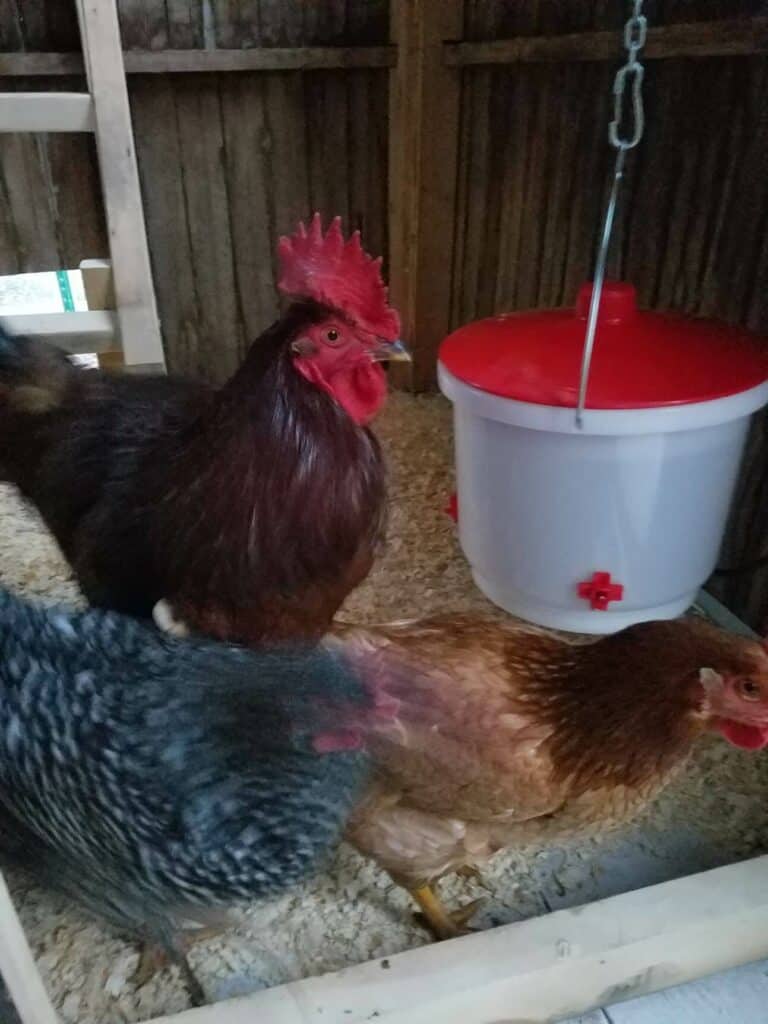 A chicken nipple waterer with chickens