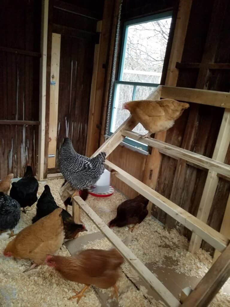 Roosting bars with chickens on them