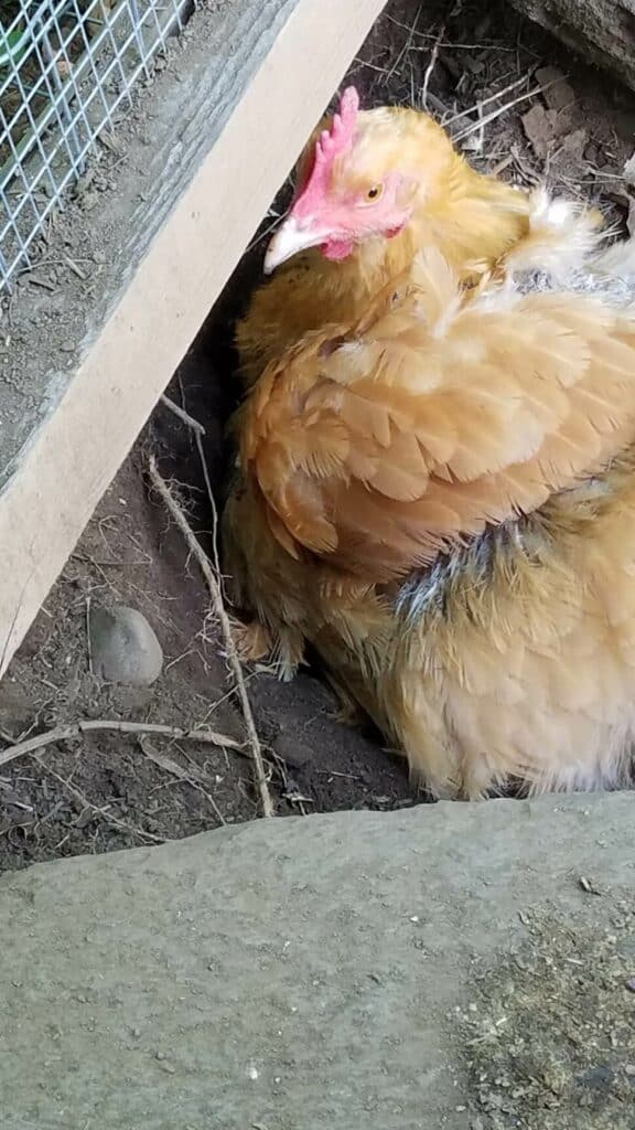 A chicken taking a dust bath