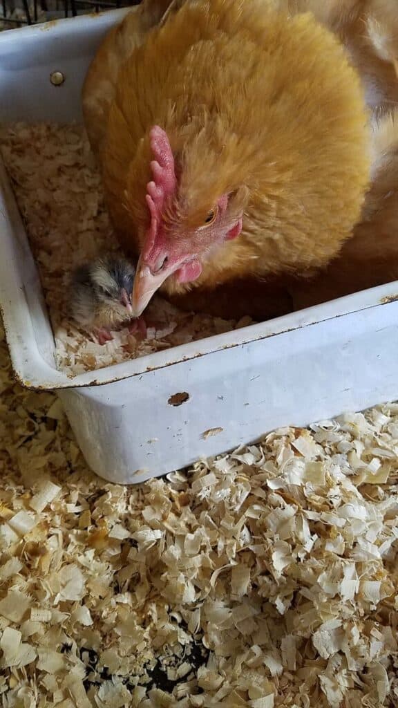 A chicken and her newly hatched chick