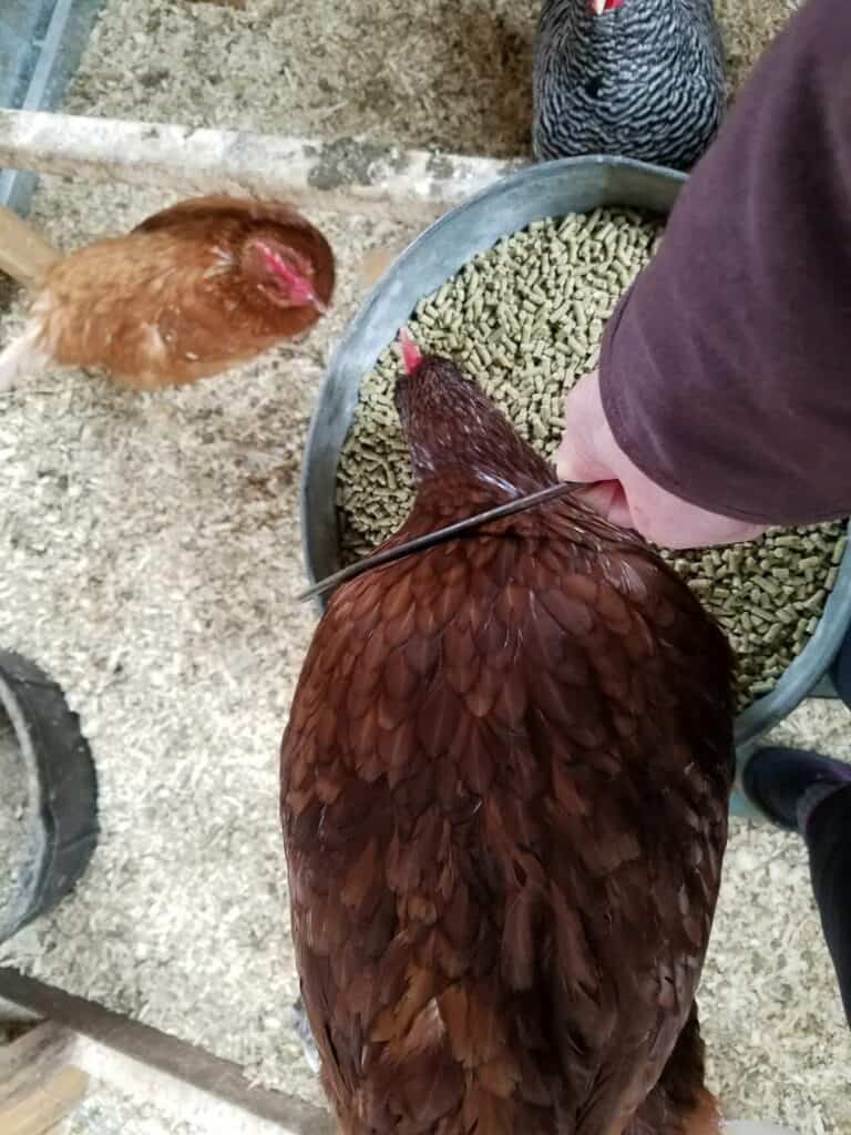 A chicken eating from a bucket
