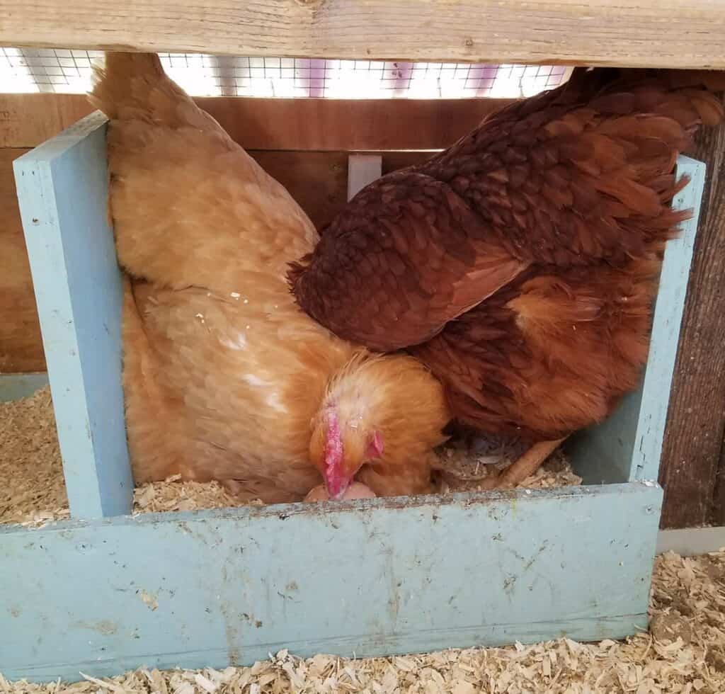 Chickens in a nesting box