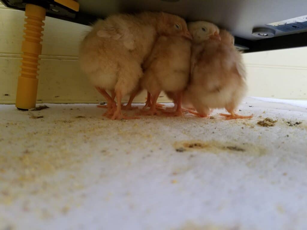Small chicks under a heat plate