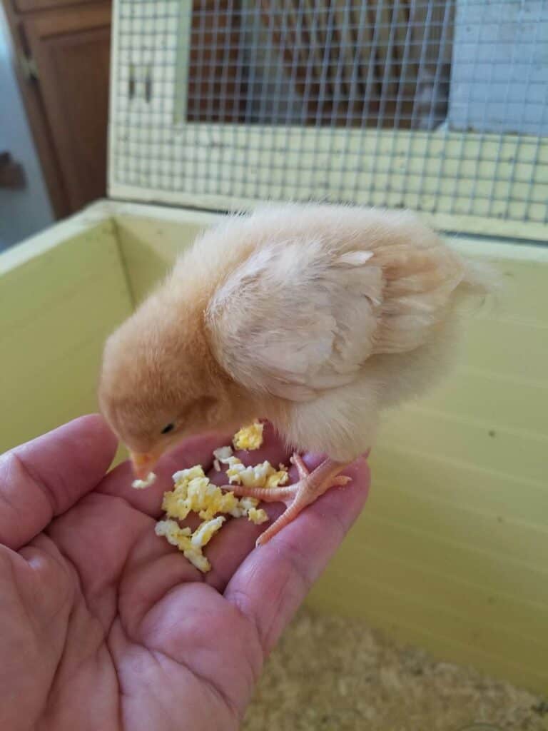 A chick eating scrambled egg from a hand
