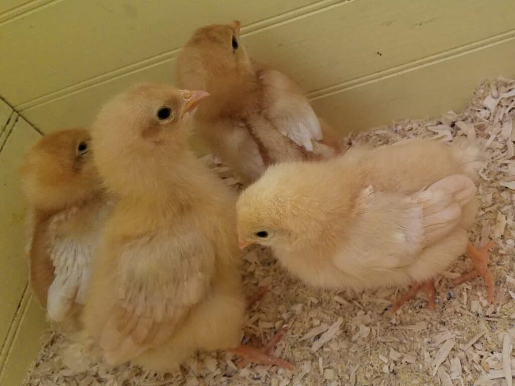 4 small chicks huddled together