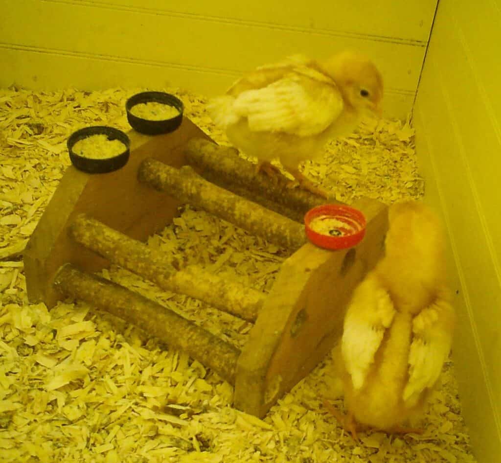 A homemade roosting toy with chicks on it
