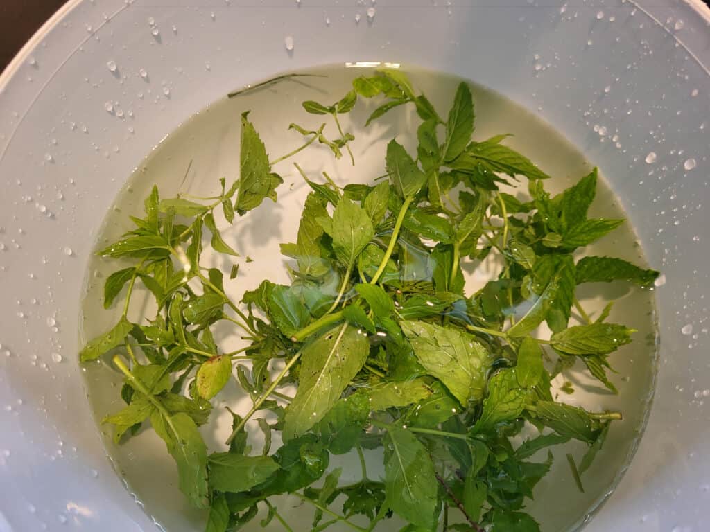 Washing mint in cool tap water to demonstrate the grass and debris that may not be apparent.